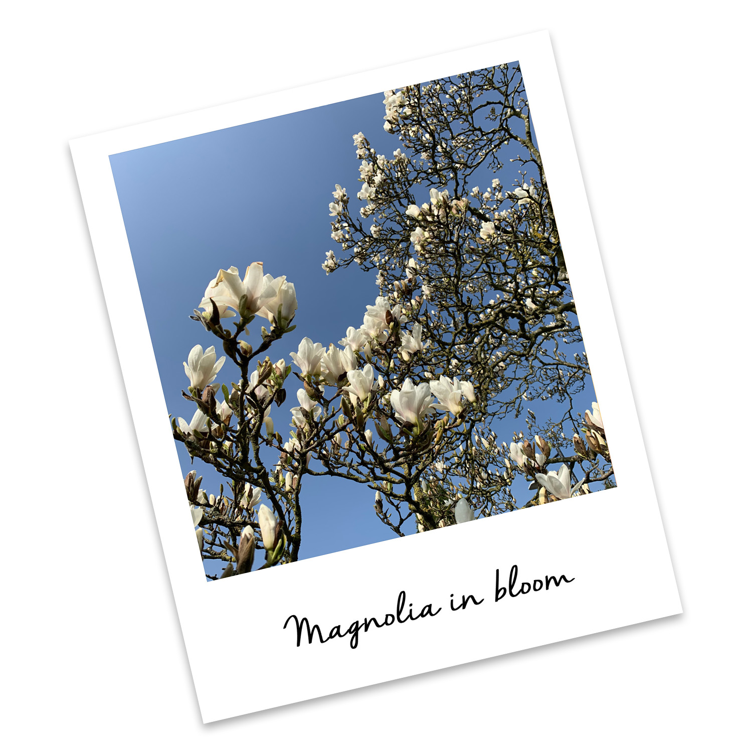Glorious Magnolias