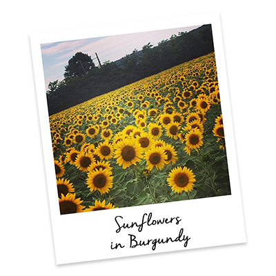 Sunflowers in Burgundy