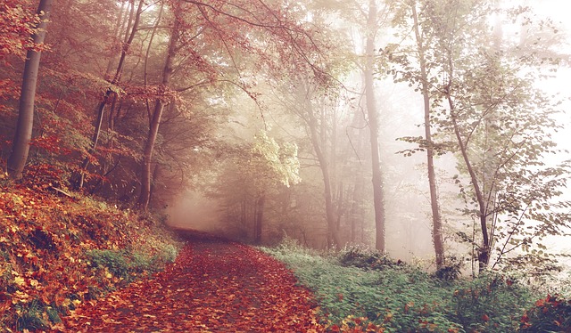 Woodland footpath in autumn